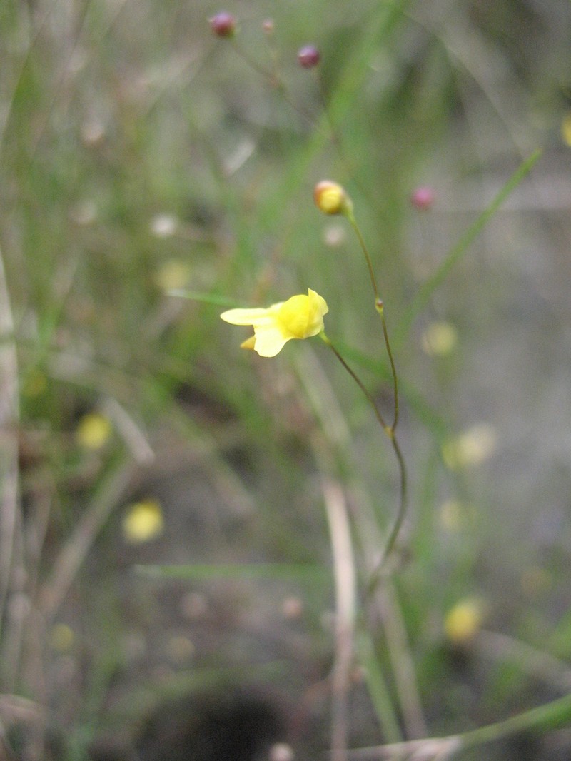 Zigzag Bladderwort photo 8