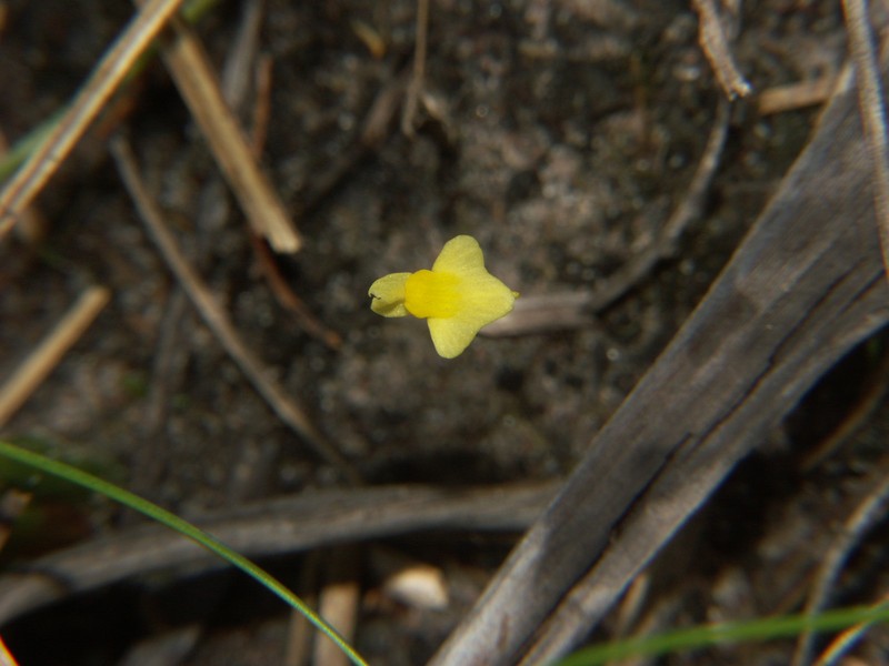Zigzag Bladderwort photo 2