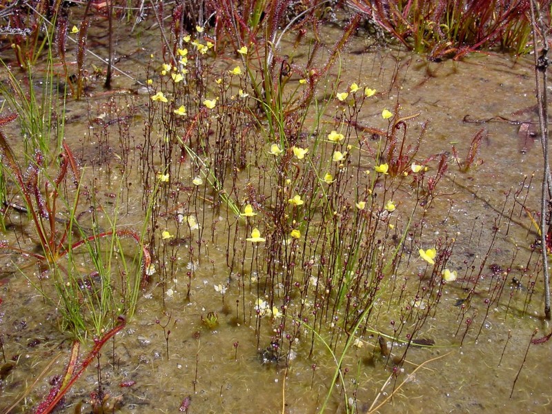 Zigzag Bladderwort