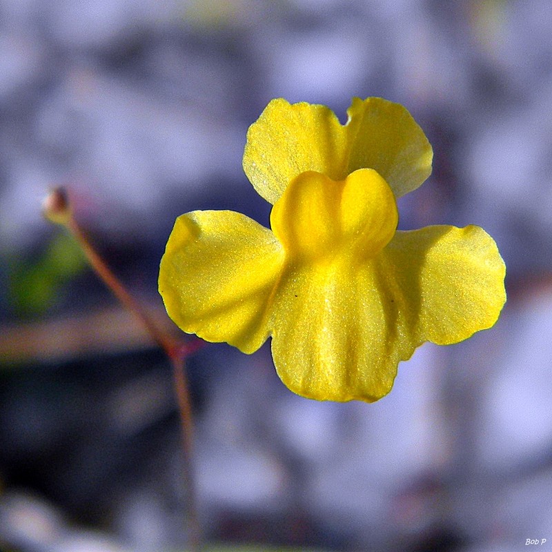 Zigzag Bladderwort photo 2