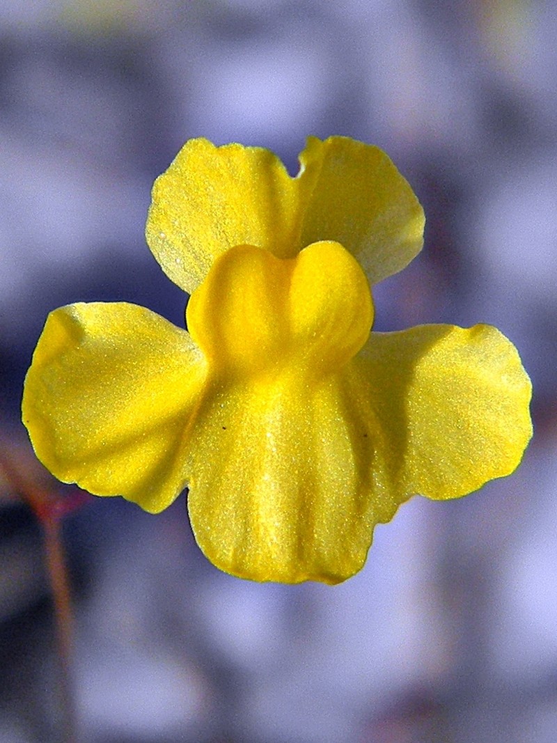 Zigzag Bladderwort photo 3