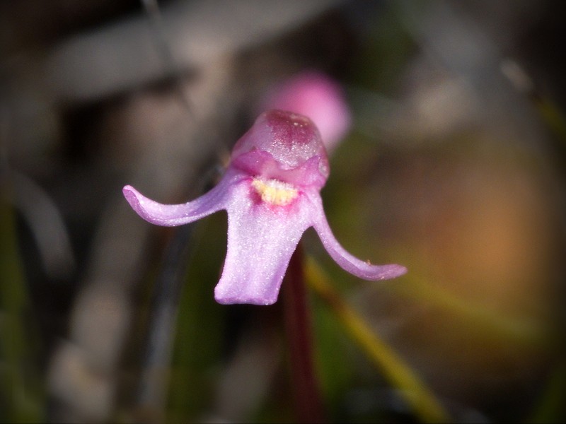 Utricularia tenella