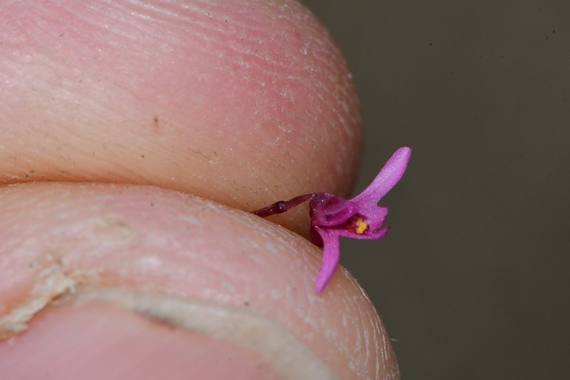 Utricularia tenella photo 2