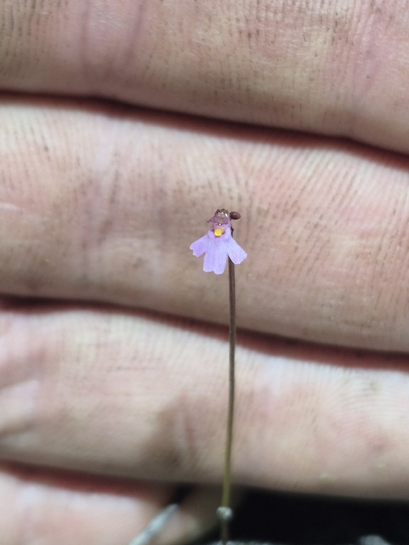 Utricularia tenella photo 3