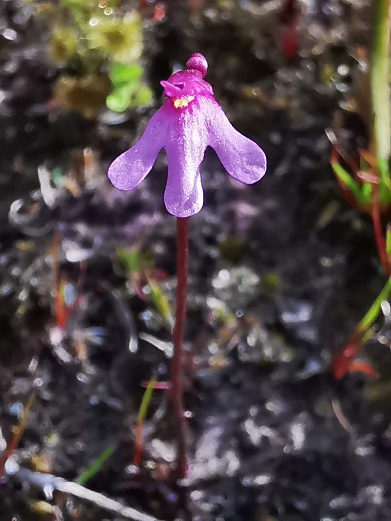 Utricularia tenella photo 4