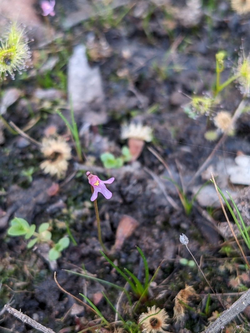 Utricularia tenella photo 5