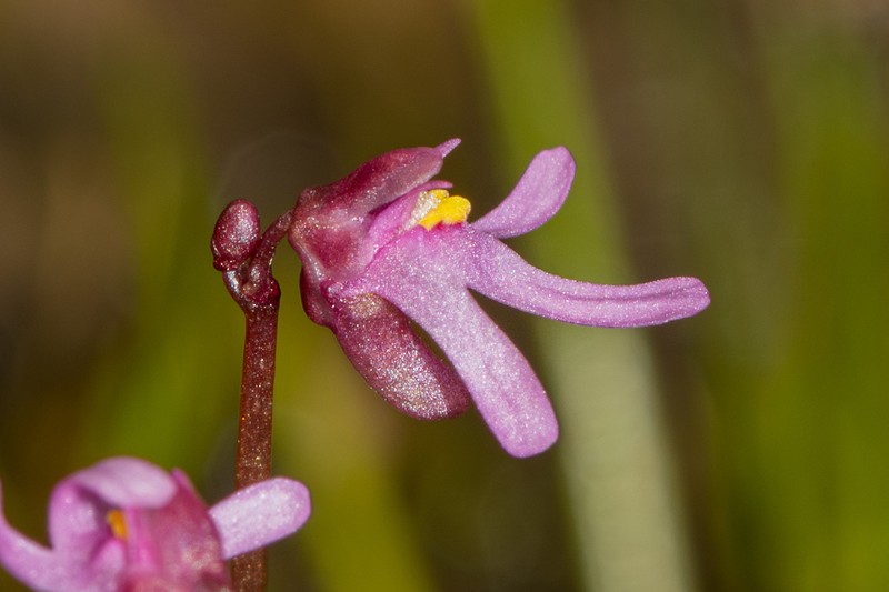 Utricularia tenella photo 6