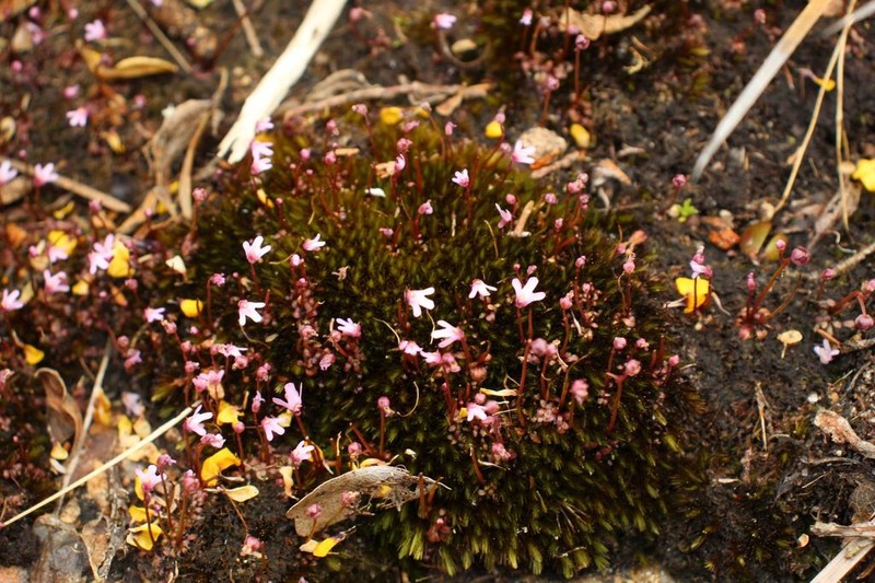 Utricularia tenella photo 7