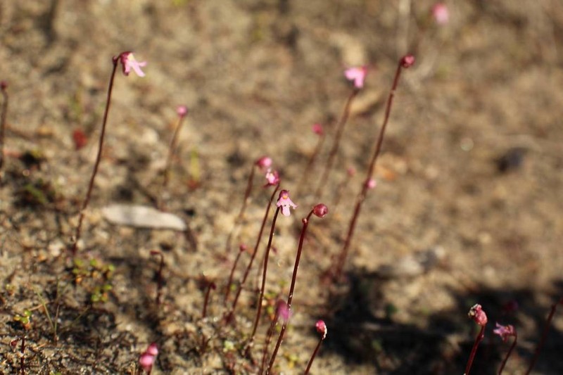 Utricularia tenella photo 8