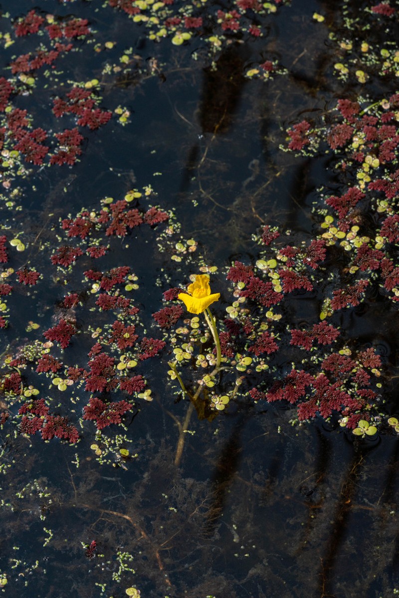 Utricularia tenuicaulis