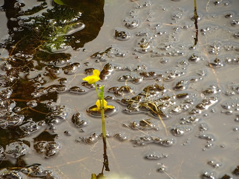 Utricularia tenuicaulis photo 2