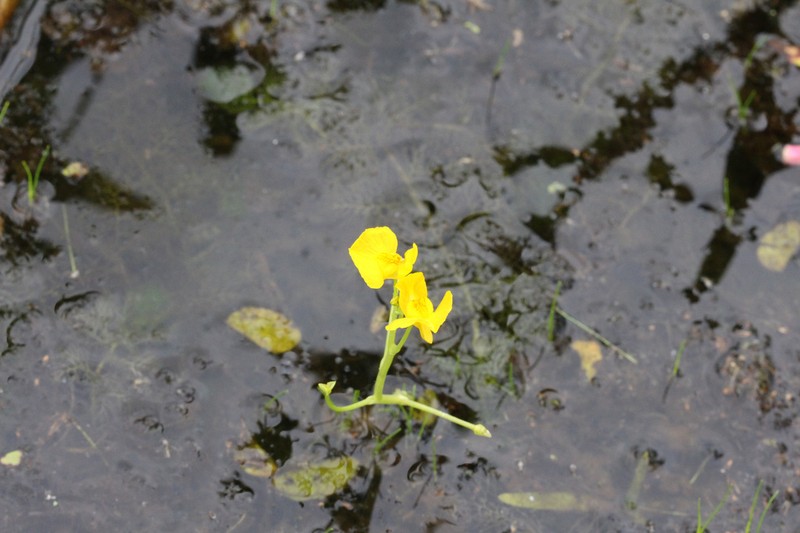 Utricularia tenuicaulis photo 3