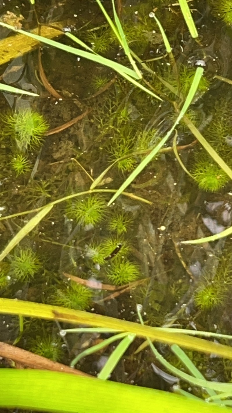 Utricularia tenuicaulis photo 4