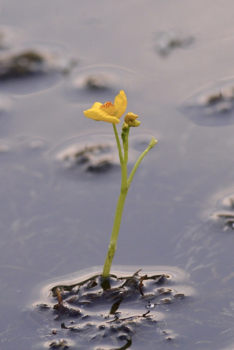 Utricularia tenuicaulis photo 5