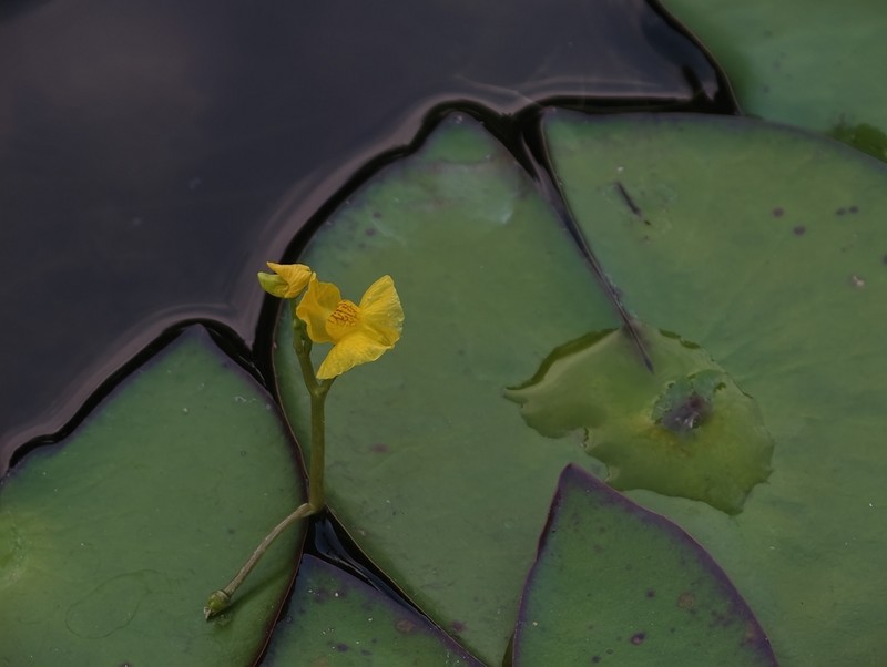 Utricularia tenuicaulis photo 6