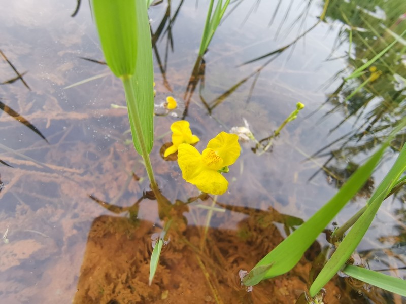 Utricularia tenuicaulis photo 7
