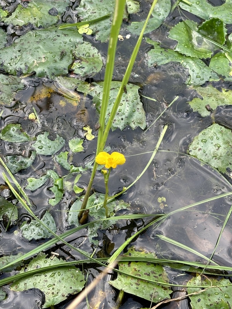 Utricularia tenuicaulis photo 8