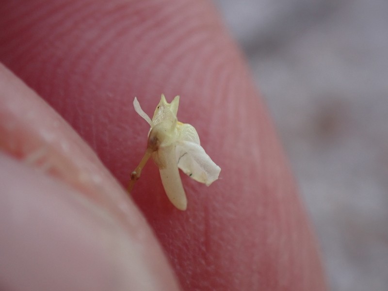 Utricularia tenuissima photo 2