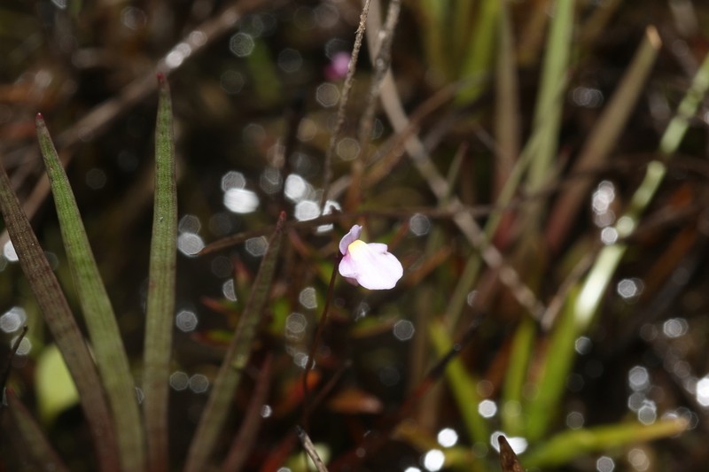Utricularia tenuissima photo 3