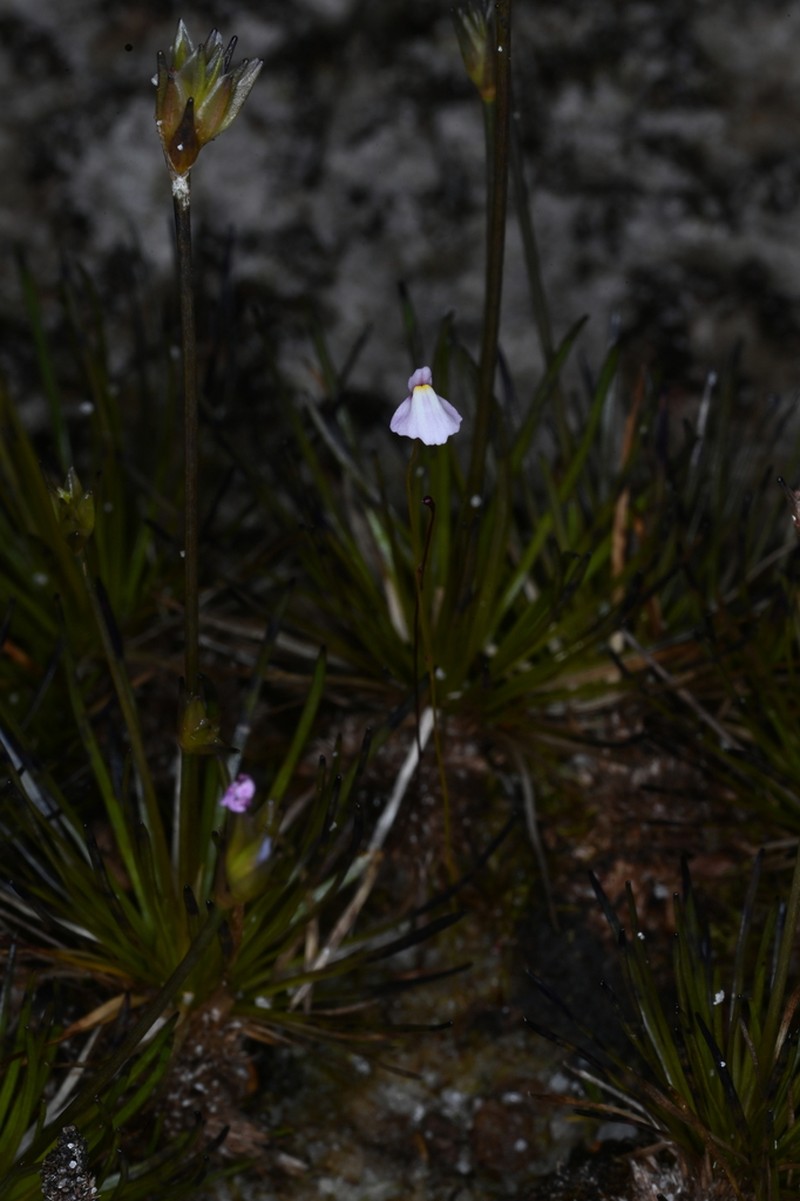Utricularia tenuissima photo 4