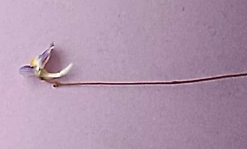 Utricularia tenuissima photo 5
