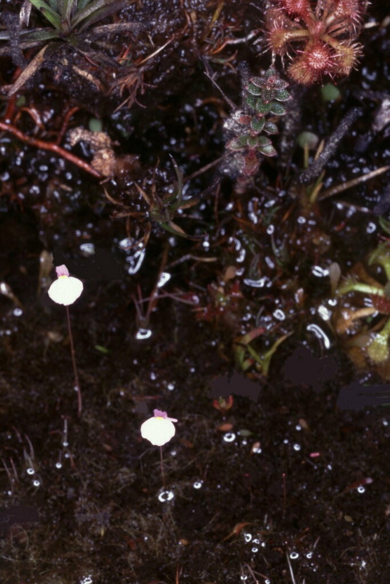 Utricularia tenuissima photo 6