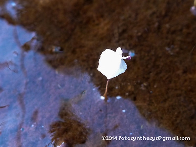 Utricularia tenuissima photo 7