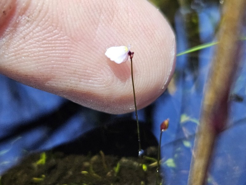 Utricularia tenuissima photo 8
