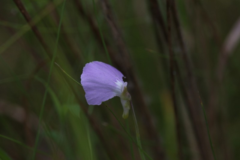 Utricularia terrae-reginae photo 2