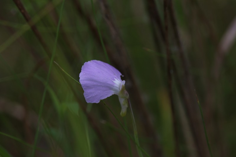 Utricularia terrae-reginae photo 3