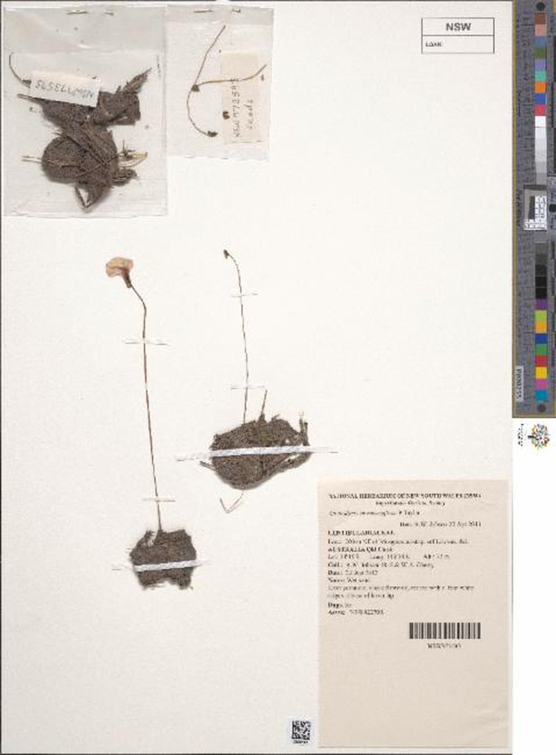 Utricularia terrae-reginae photo 4