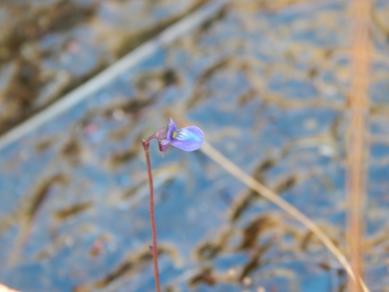 Utricularia tortilis photo 2