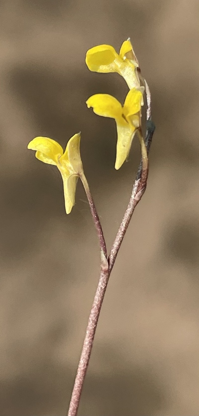 Utricularia tortilis photo 3