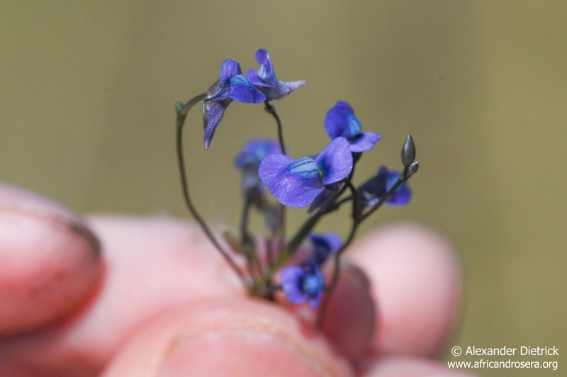 Utricularia tortilis photo 4