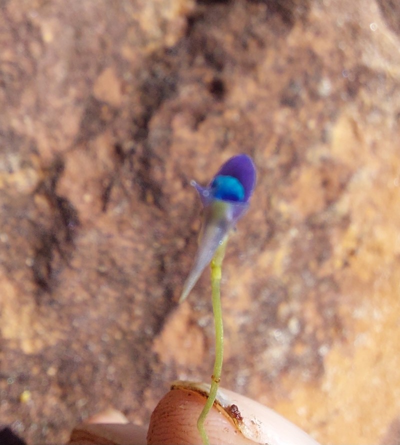 Utricularia tortilis photo 5
