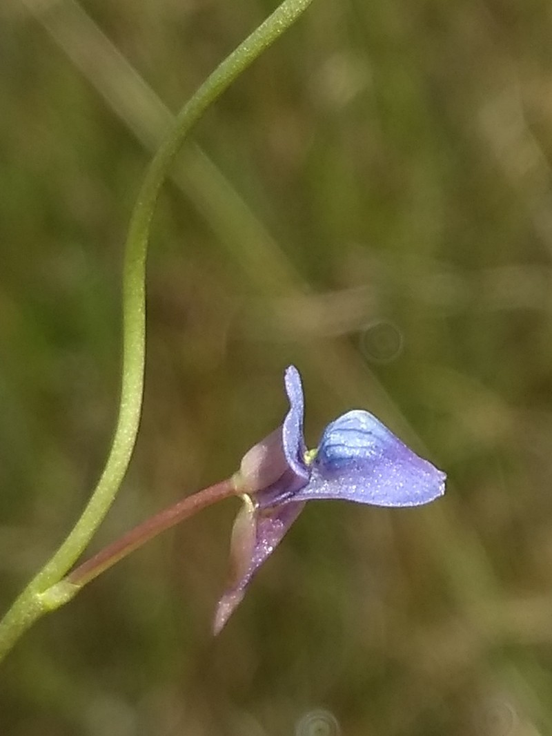 Utricularia tortilis photo 6