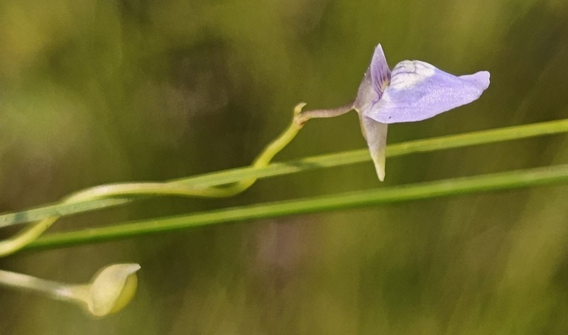 Utricularia tortilis photo 7