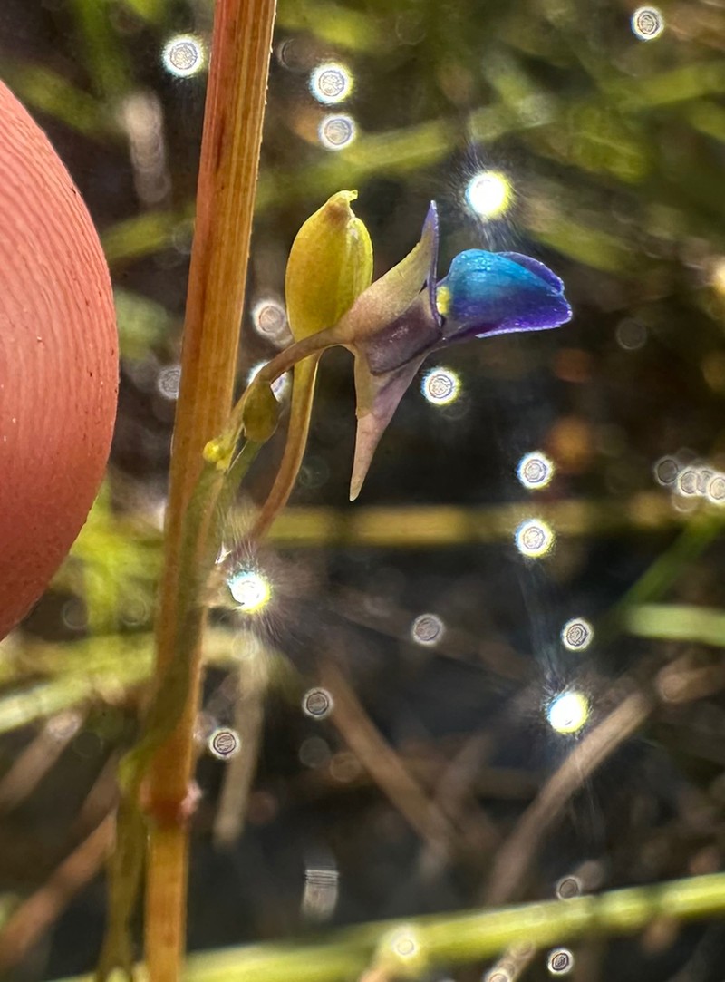 Utricularia tortilis photo 8