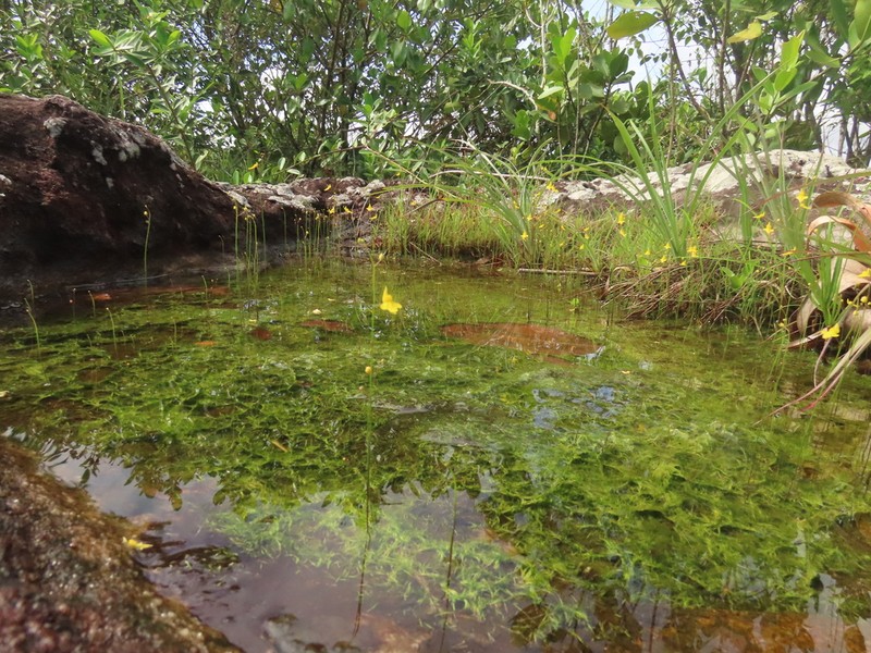 Utricularia trichophylla