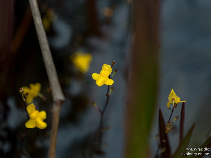 Utricularia trichophylla photo 2