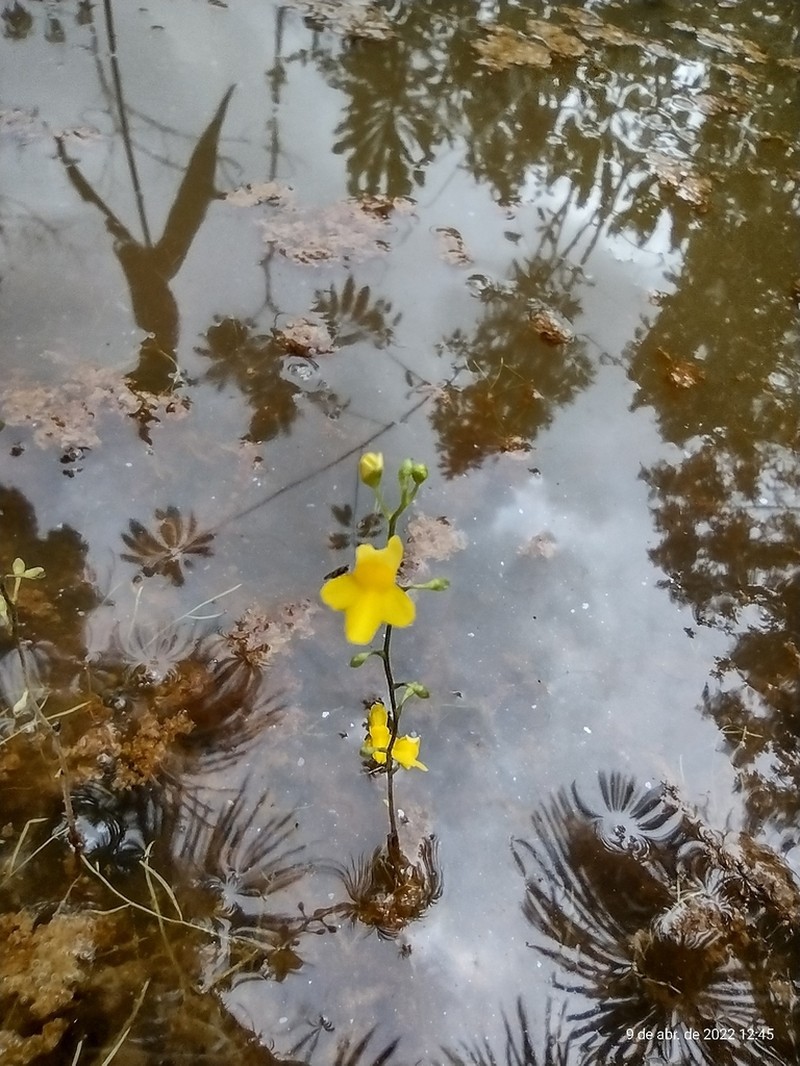Utricularia trichophylla photo 3