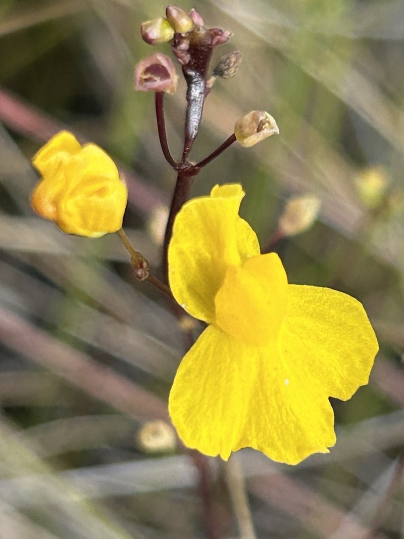 Utricularia trichophylla photo 4