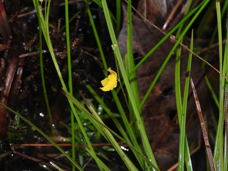 Utricularia trichophylla photo 5
