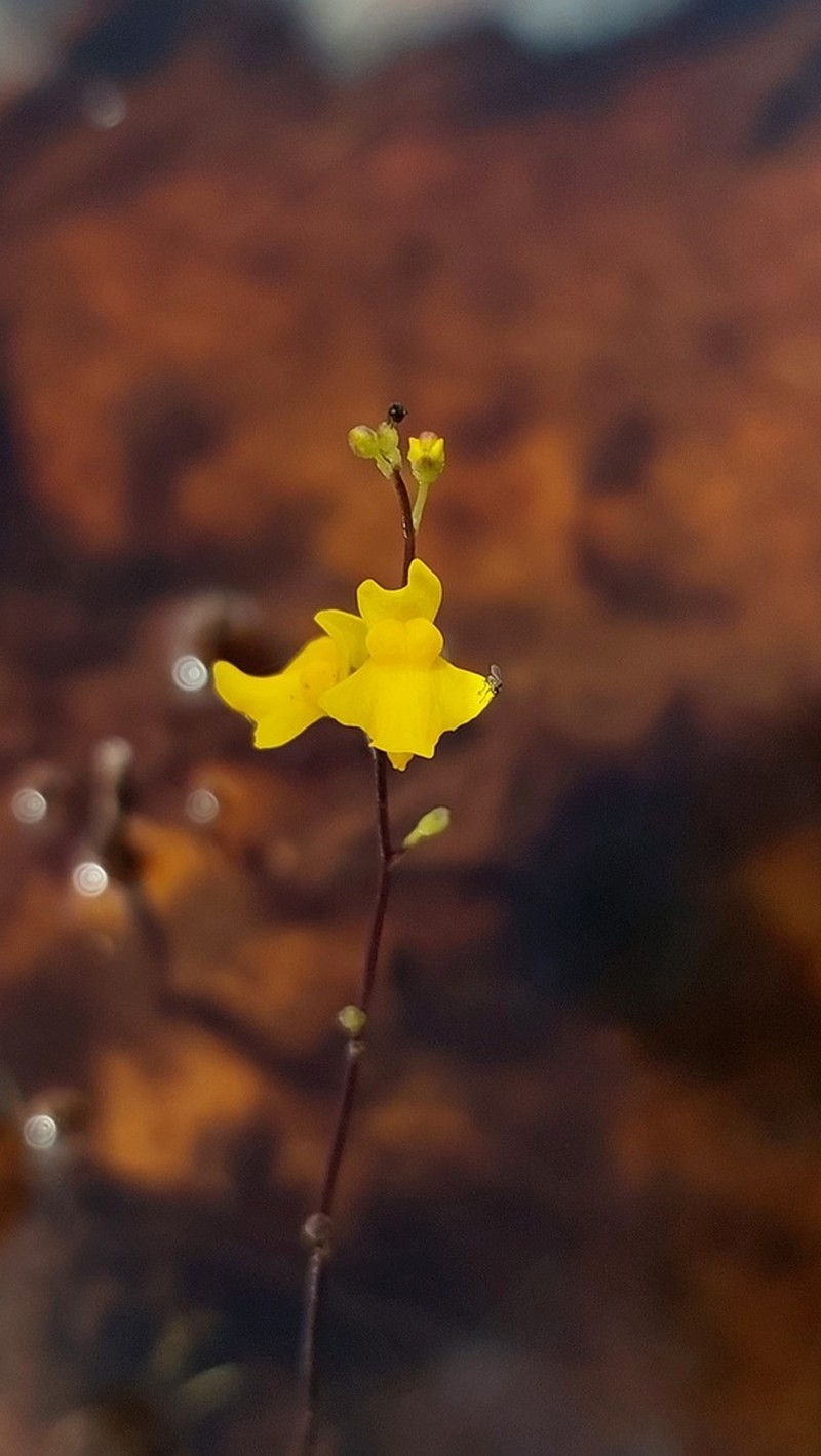 Utricularia trichophylla photo 6