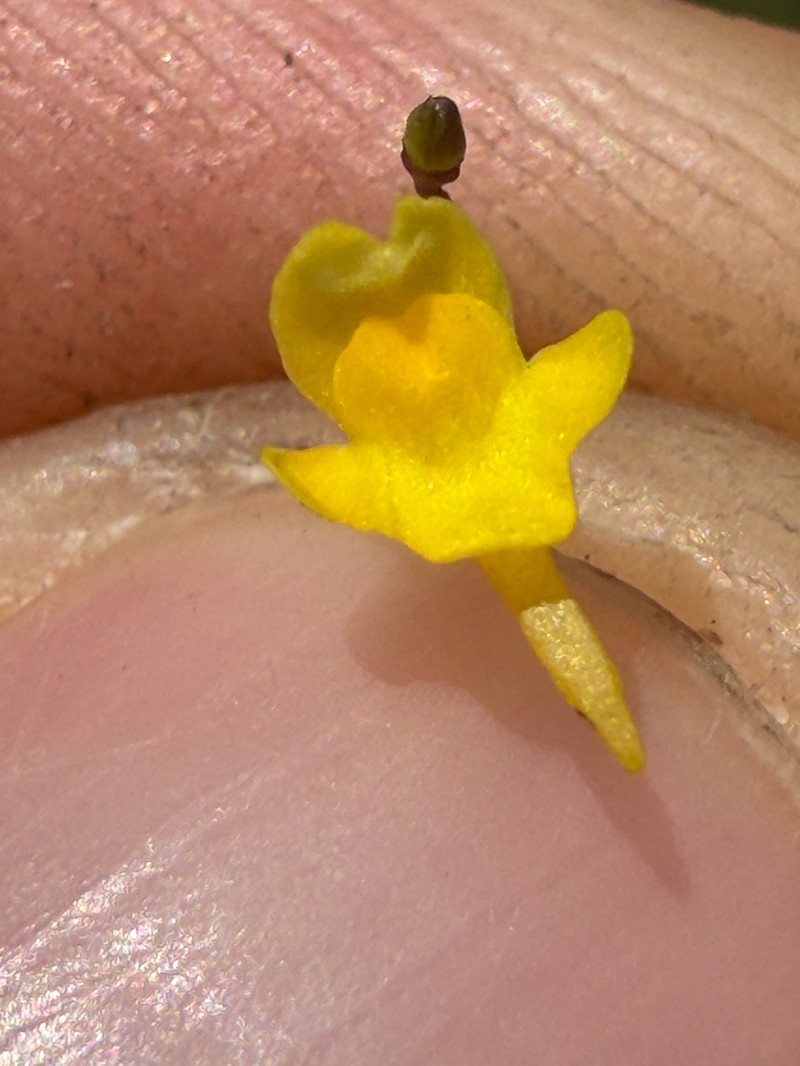 Utricularia trichophylla photo 7