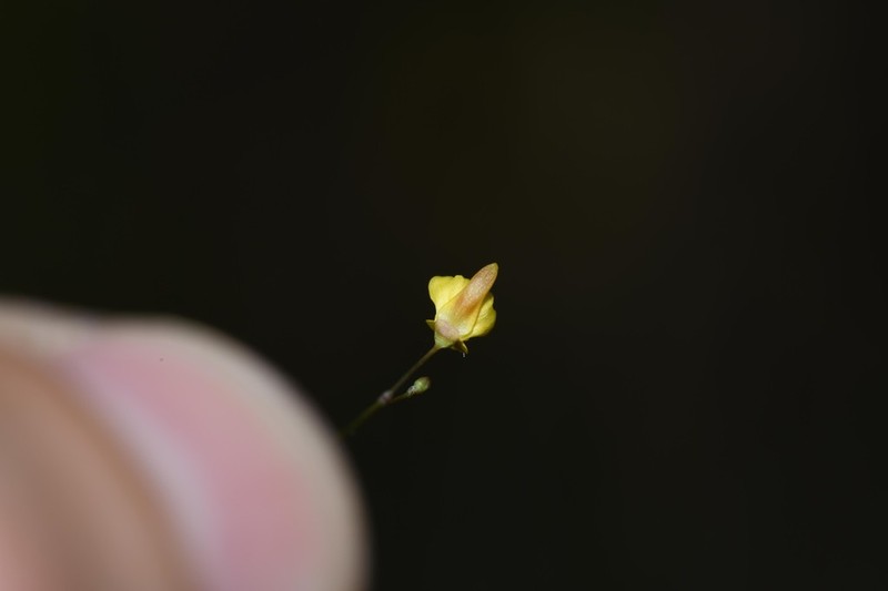Utricularia trichophylla photo 8
