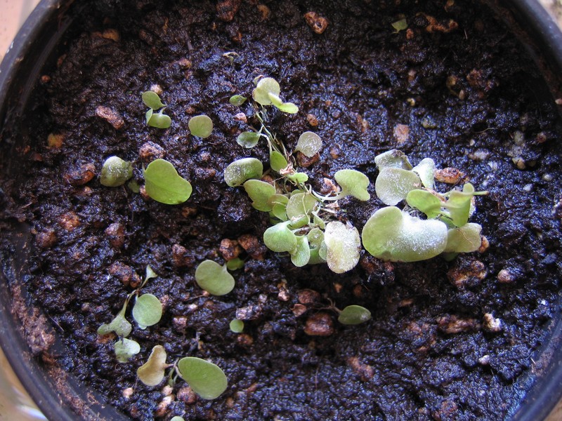 Utricularia tricolor