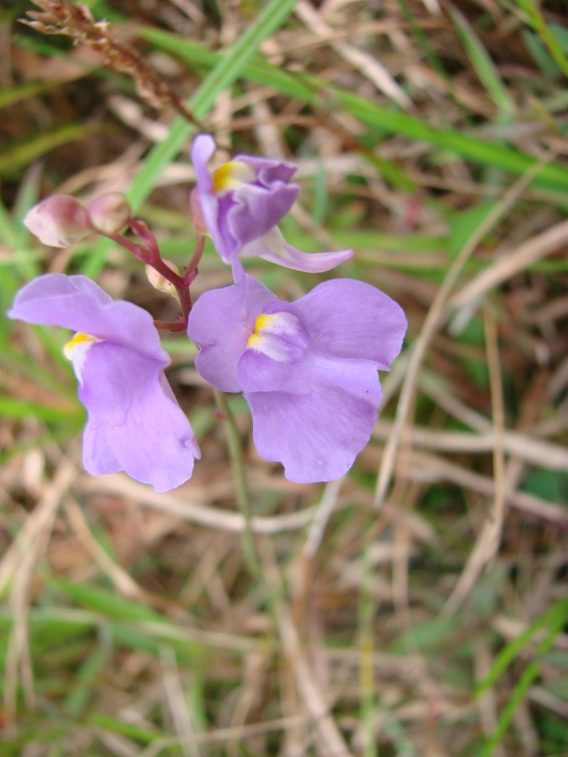 Utricularia tricolor photo 2