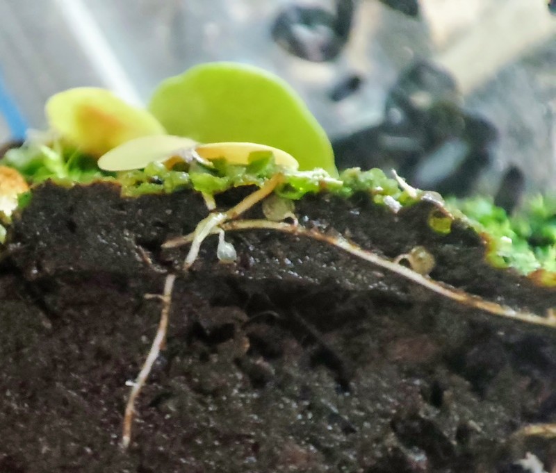 Utricularia tricolor photo 3