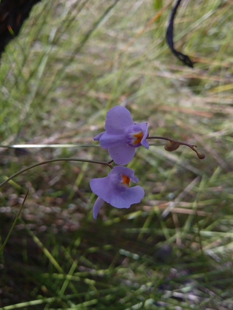 Utricularia tricolor photo 4